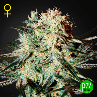 Arjan's Strawberry Haze - Green House