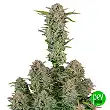 Bruce Banner Auto - FastBuds