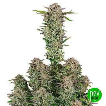 Bruce Banner Auto - FastBuds