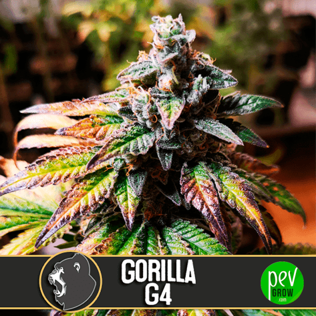 Gorilla G4 FBV - Blimburn Seeds