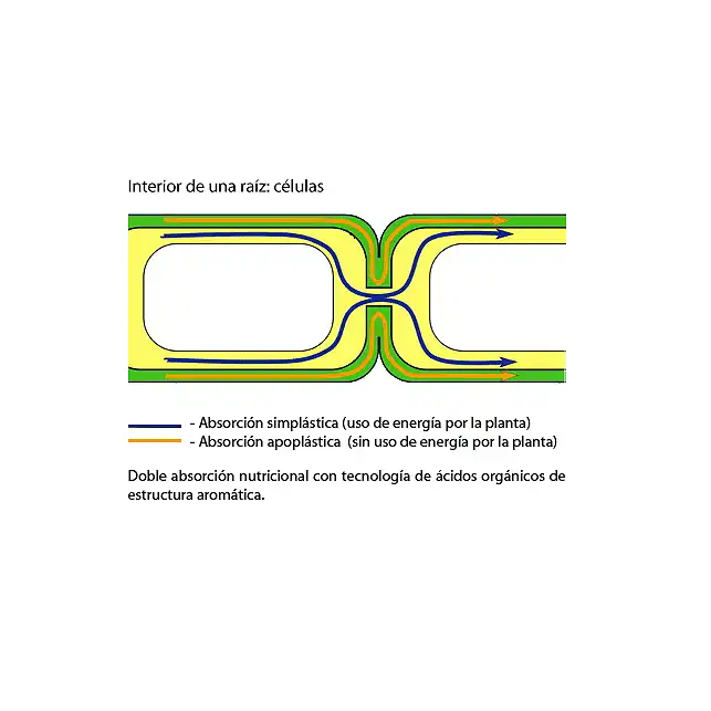 Inside a root: double nutritional absorption with organic acid technology