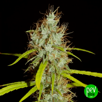 Maharaja Haze