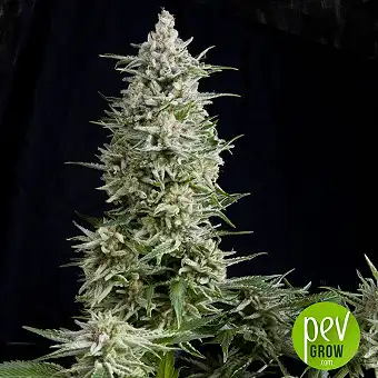 Amnesia Gold Feminized...
