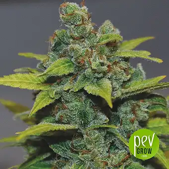 Semi Femminizzati Banana...