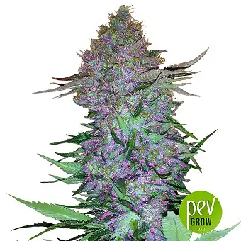 Purple Skunk Auto av Sensi...