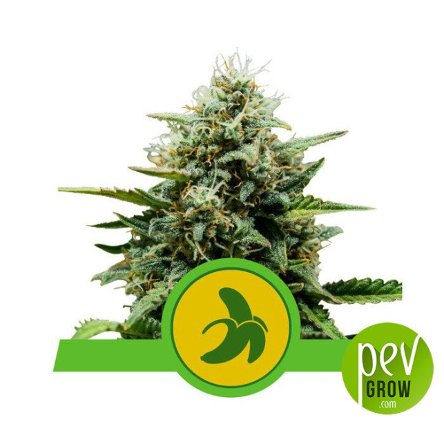 Fat Banana Auto