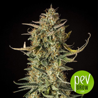 Fat Banana Auto