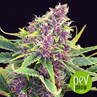Purple Kush Kannabia