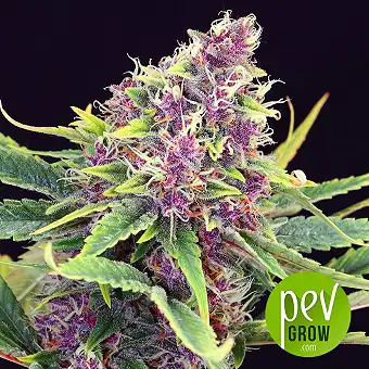 Purple Kush Feminiserade...