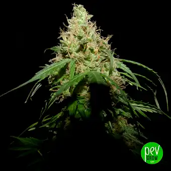 Amnesia CBD Gefeminiseerde...