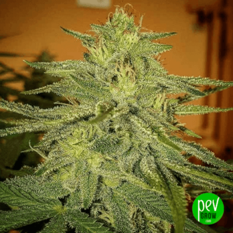 Lord Kush