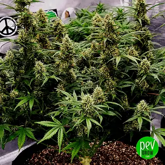 00 Kush Fast feminiserade...