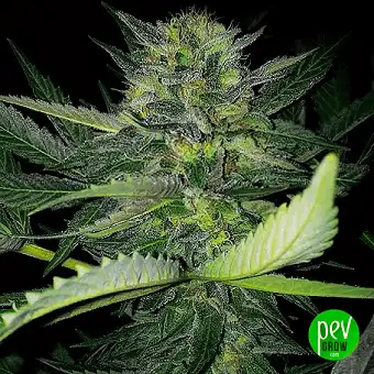 Critical Lights Feminizētas...