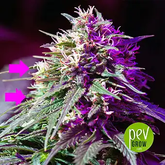 Nasiona Purple Haze Auto –...