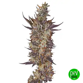 Buddha Gelato Feminizirane...