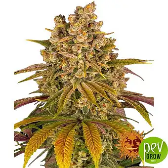 Lemon Tree Feminiserade...