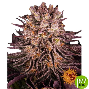 Mimosa x Orange Punch