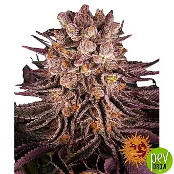 Мімоза x Оранжевий Панч...