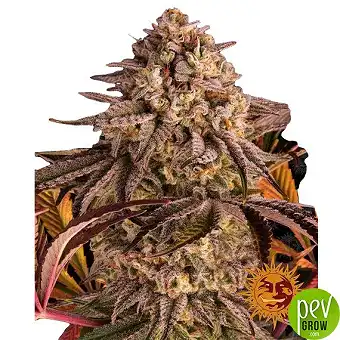 Фемінізовані насіння Blue...