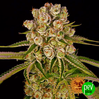 Kush Mintz