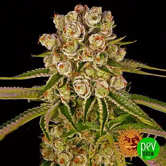 Semences feminizate Kush...