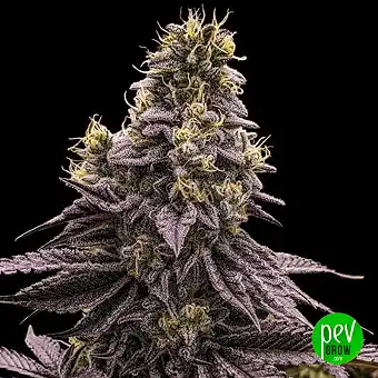 Sementes de Cannabis...