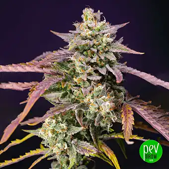 Purple Punch OG XL Auto® da...