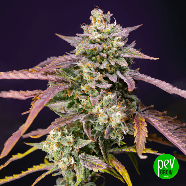 Purple Punch OG XL Auto® Sweet Seeds
