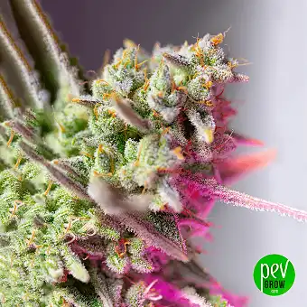 Sweet Mimosa XL Auto® –...