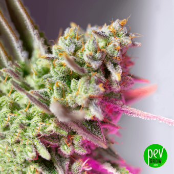 Sweet Mimosa XL Auto® Sweet Seeds