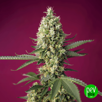 Skywalker OG Runtz XL Auto® Sweet Seeds