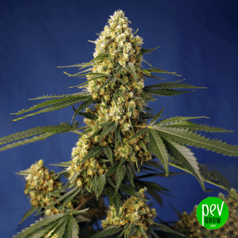 Strawberry Banana Gelato XL Auto® Sweet Seeds