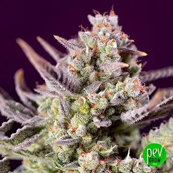 Sweet Zenzation XL Auto®...