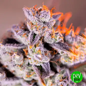 Tropicanna Poison XL Auto®...