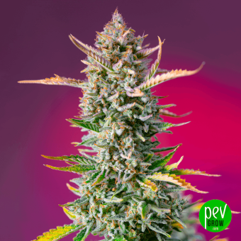 Gorilla Sherbet F1 Fast Version® Sweet Seeds