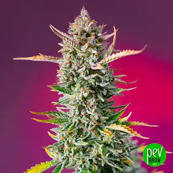 Gorilla Sherbet F1 Fast...