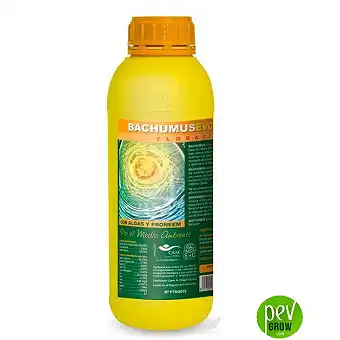 Bachumus Evolution F...