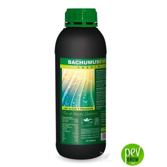Bachumus Evolution C (Crecimiento)