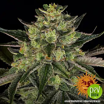 Фемінізовані насіння...