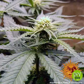 Семена Critical Kush...