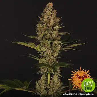 Barneys Farm'dan Dos Si Dos...