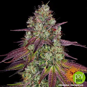 Mimosa Evo llavors...