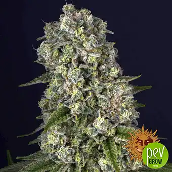 Tropicanna Banana...