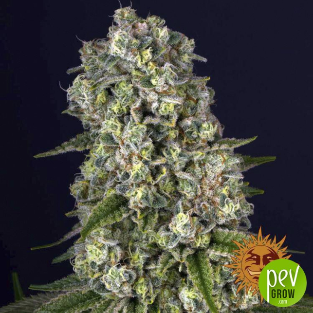 Tropicanna Banana
