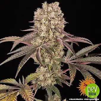 Runtz Muffin Feminized...