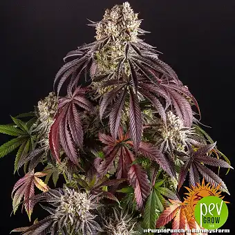 Purple Punch Feminized Seed...