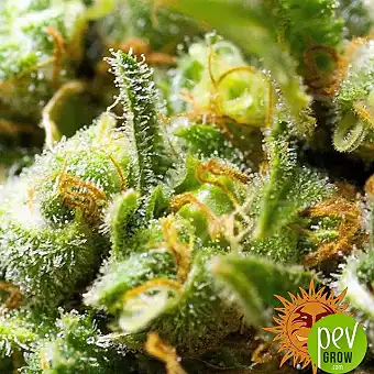 Acapulco Gold feminisierte...