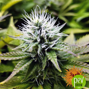 Pineapple Chunk