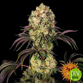 Nasiona feminizowane...