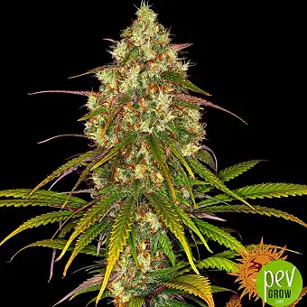 Liberty Haze Gefeminiseerde...